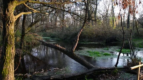 River corner with wooden bridge passing through Stock Footage 83214082