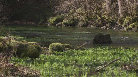 River course in spring Stock Footage 263208880