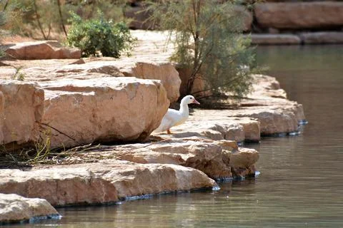 River course through rocks in a park in Riyadh, Saudi Arabia Stock Photos