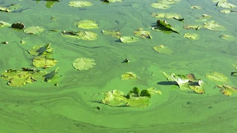 The river is covered with green algae. Stock Footage 234903359