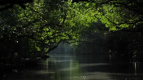 River covered by trees in Taiwan HD 56 Stock Footage 145431443