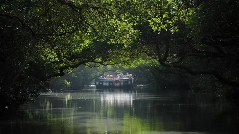 River covered by trees in Taiwan HD 55 Stock Footage 145431454