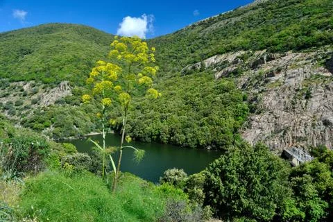 River Coxinas Stock Photos