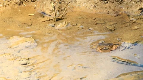 River crab Stock Footage 196677436