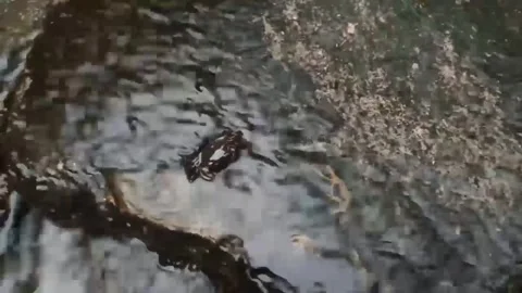 RIVER CRAB Stock Footage 255868214