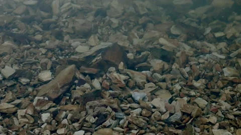 River Crayfish 库存影片 149001842