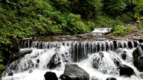River creak stream in forest Stock Footage 195009864