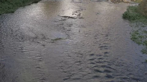 River creating ripples as it flows with foliage on the riverbank Stock Footage 94739786