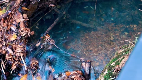 River creek water falling down over dry leaves. Stock Footage 168711472