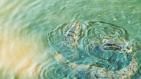 River crocodiles circling, preparing for an attack Stock Photos