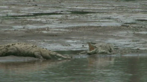 River Crocodiles Stock Footage 621353