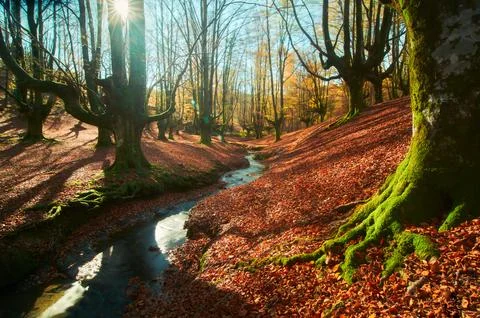 River crossing a beech forest in autumn Stock Photos