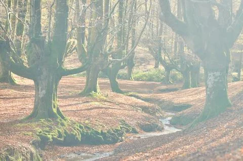 River crossing a beech forest in autumn Stock Photos