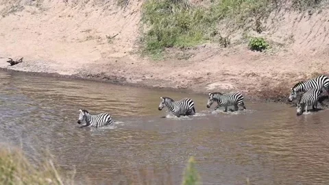 River crossing by a herd of zebras. Video stock 221911233