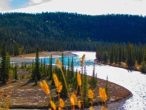A river curve view with pine trees during spring Stock Photos