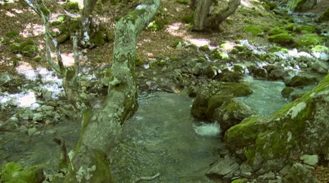 River cutting through a beech forest, tilt up Stock Footage 56132908