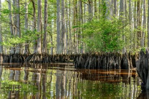 River Cypress Foto stock