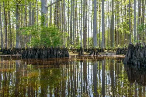 River Cypress Foto stock