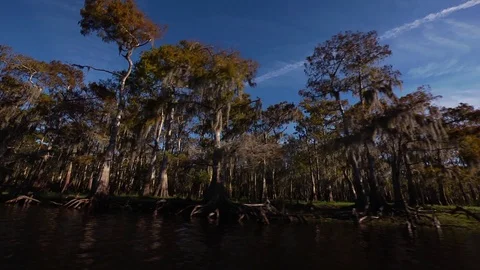 River Cypress trees Stock Footage 111269021