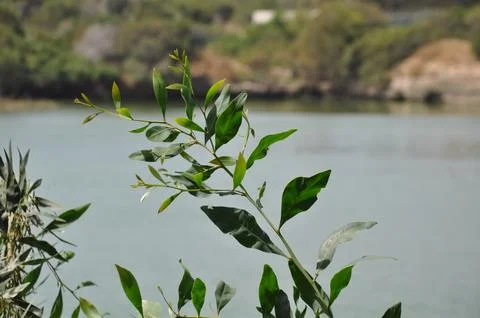 River in Cyprus Stock Photos