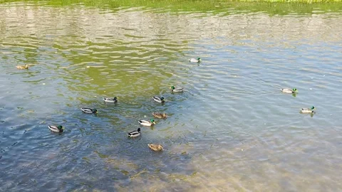 River Dance of Ducks Stock Footage 313439053