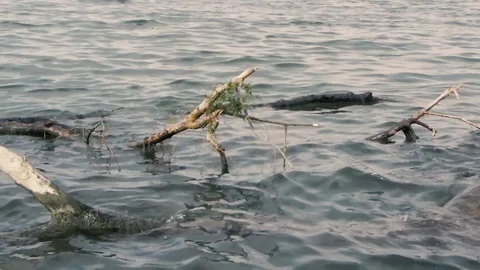 River Danube Belgrade 1 스톡 동영상 97247097