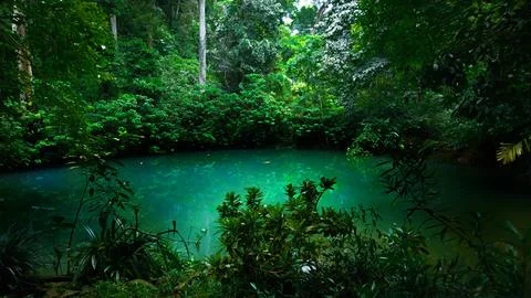 River in the dark forest Stock Photos