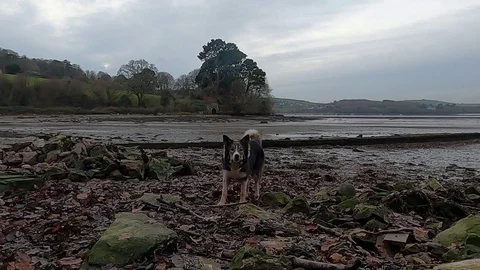 River Dart, Devon: Dog retrieves stick, sets up for repeat (SLOMO, NO AUDIO) Stock Footage 121588196