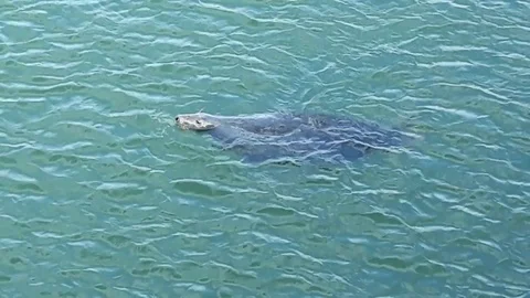 River Dart, Devon: A grey seal swimming, diving &amp; eating fish (NO AUDIO) Stock Footage 115948779