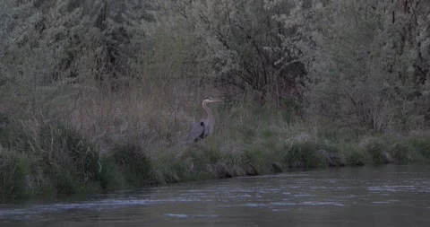 River at Dawn with Great Blue Heron on River’s Edge Stockbeeldmateriaal 333598968