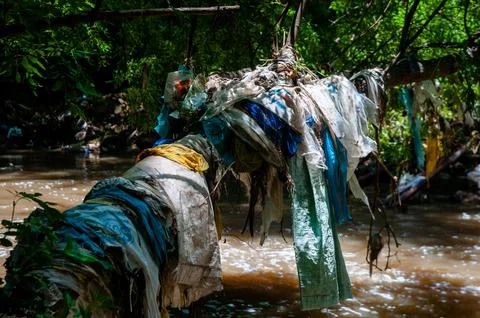 River Debris Caught on Tree Trunk – Water Pollution and Environmental Impact Foto stock