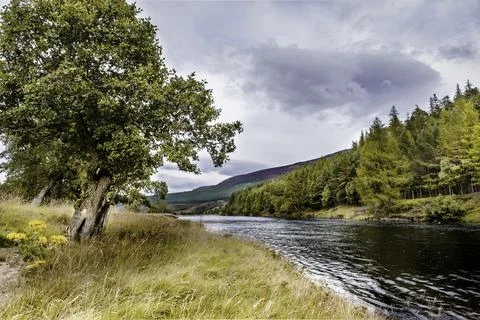 River Dee with Tree at Bank Side in Cloudy Day Stock Photos