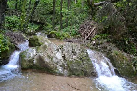 A river in the deep forest Stock Photos