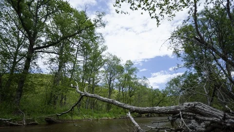 River in deep forest, Russia Stock Footage 124133223