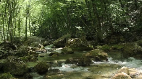 River deep in mountain forest. Nature composition. Stock Footage 48060881