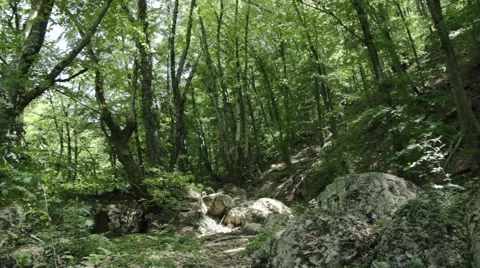 River deep in mountain forest. Nature composition. Stock Footage 48061466