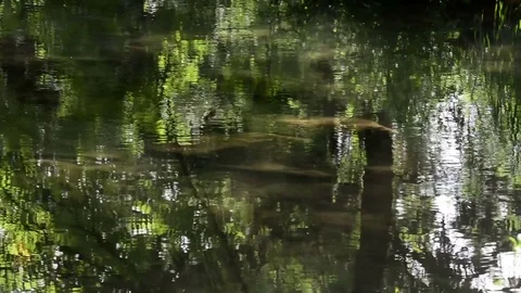 River deep in mountain. A small stream, flowing through a forest. Stock Footage 80429574