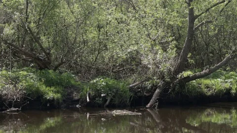 River in a dense forest Stock Footage 75840118