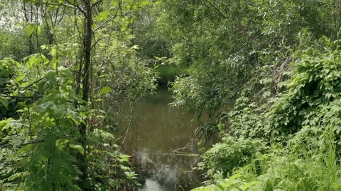 River in a dense forest Stock Footage