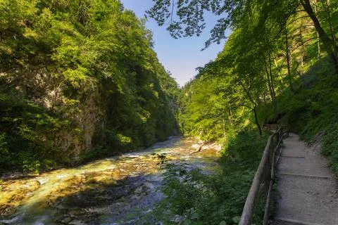 River with dense forest Stock-Fotos
