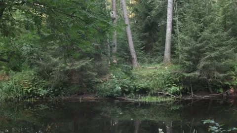 The river in the dense forest. The steep bank river flowing between trees Stock Footage 160985737