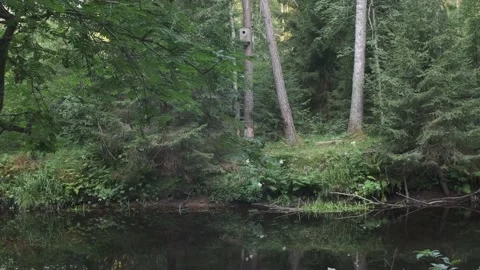 The river in the dense forest. The steep bank river flowing between trees Stock Footage 160985778