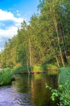 River in a dense forest on a sunny day. Between the banks a rushing stream of Stock Photos