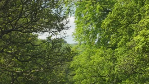River Derwent in Baslow during spring, Derbyshire, England Stock Footage 242010887