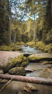 River in a distant forest Stock Photos