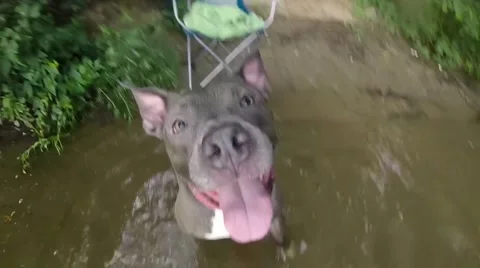 River Dog Jumps at Camera "Toy" Video stock 65067142