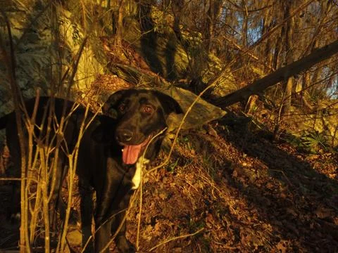 River Dog Foto stock