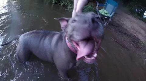 River Dog Playing with Camera Toy Video stock 65067139