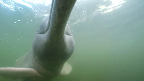 River dolphin (Inia) playing and interacting, closeup of nostril, eyes, Stock Footage 104463902