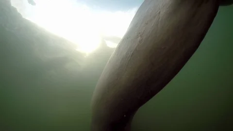 River dolphin Inia tail passing by underwater camera Stock Footage 104464032